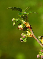 MSA RIBES NIGRUM 50 ML - Farmafamily.it