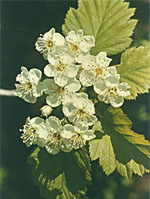 MSA CRATAEGUS OXYACA 50 ML - Farmafamily.it