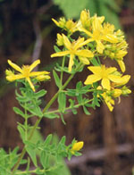 TSA HIPERICUM PERFORATUM 50 ML - Farmafamily.it